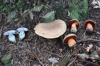 Neoboletus luridiformis