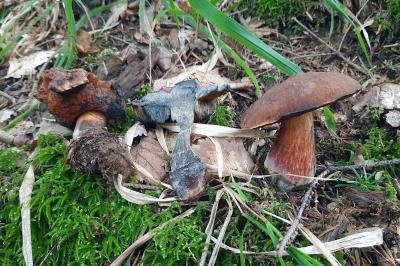 Neoboletus praestigiator