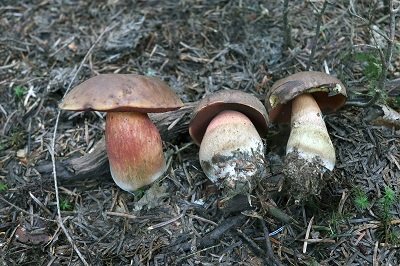 neoboletus-praestigiator