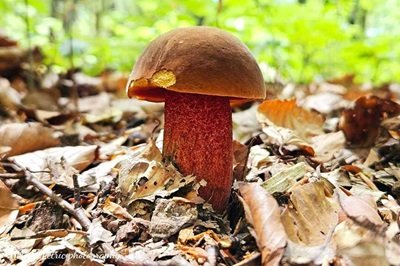 neoboletus-praestigiator