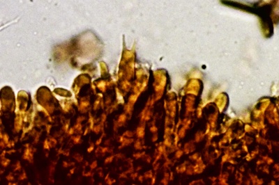 neolentinus-adhaerens12