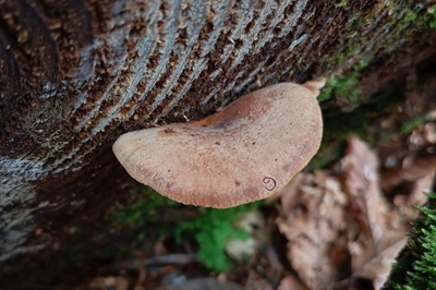 neolentinus-adhaerens3