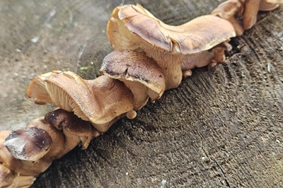 neolentinus-adhaerens4