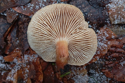 neolentinus-adhaerens5