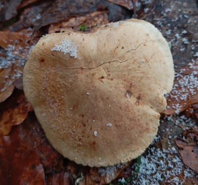 neolentinus-adhaerens6