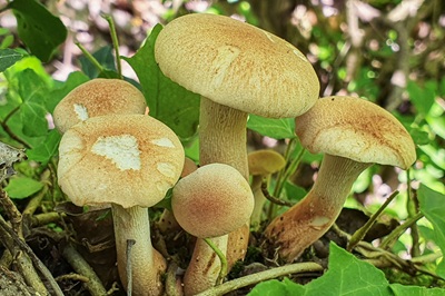 neolentinus-cyathiformis1