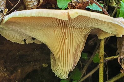neolentinus-cyathiformis2