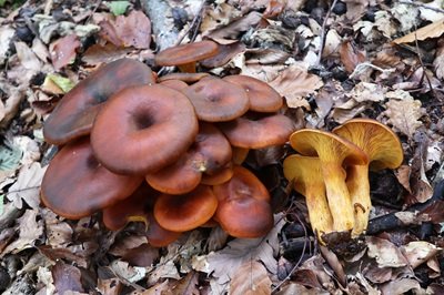 Omphalotus olearius