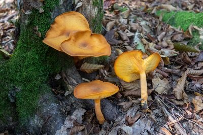 omphalotus-olearius