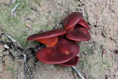 omphalotus-olearius