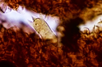 panaeolus-papilionaceus10