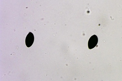 panaeolus-papilionaceus9