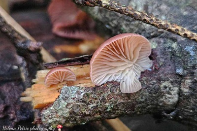 panellus-violaceofulvus3