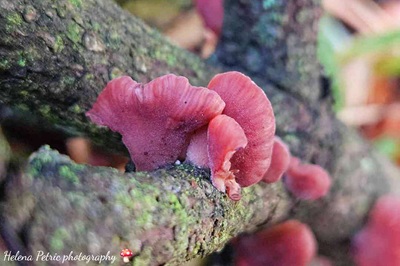 panellus-violaceofulvus4