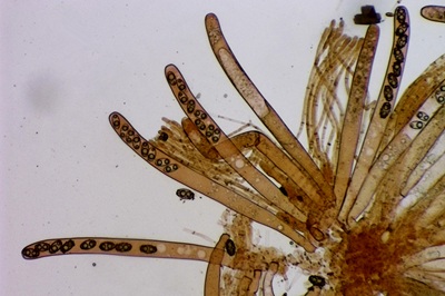 paragalactinia-succosa10