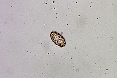 paragalactinia-succosa7