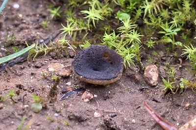 Paragalactinia succosella