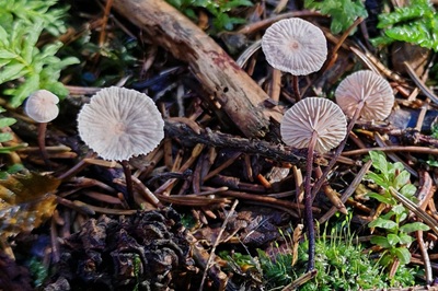 Paragymnopus perforans