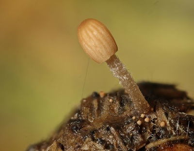 Parasola cuniculorum