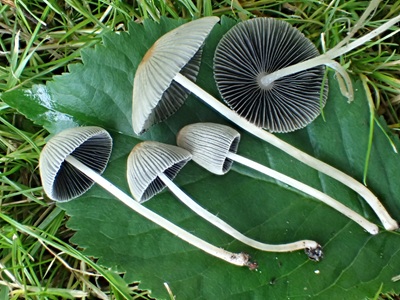 Parasola leiocephala