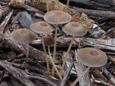 Parasola megasperma
