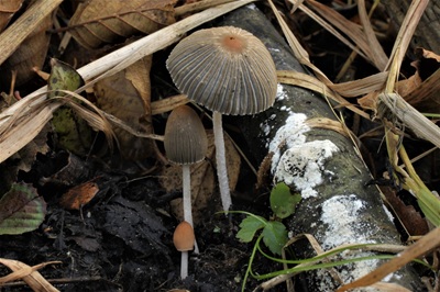 Parasola plicatilis-similis
