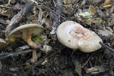 Paxillus filamentosus