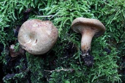 Paxillus involutus