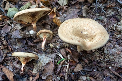 paxillus-rubicundulus10