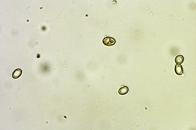 paxillus-rubicundulus11