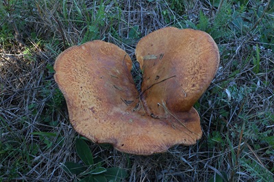 paxillus-rubicundulus7