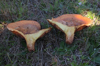 paxillus-rubicundulus9