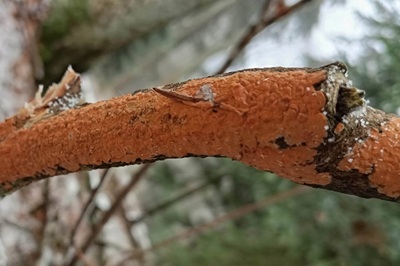 peniophora-incarnata1