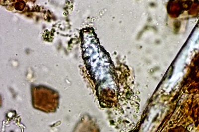 peniophora-incarnata10