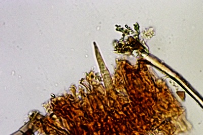 peniophora-incarnata12