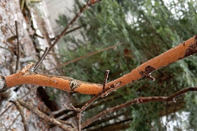 peniophora-incarnata2