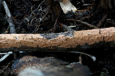 peniophora-incarnata3