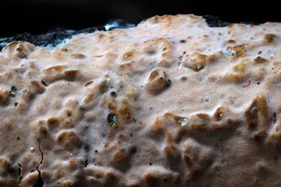 peniophora-incarnata6