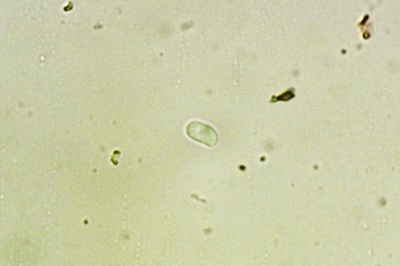 peniophora-incarnata8