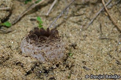 peziza-ammophila