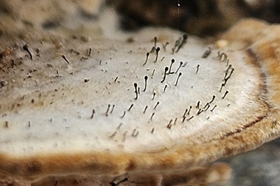 phaeocalicium-polyporaeum1