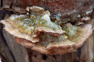 phaeocalicium-polyporaeum2