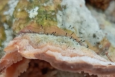 phaeocalicium-polyporaeum3