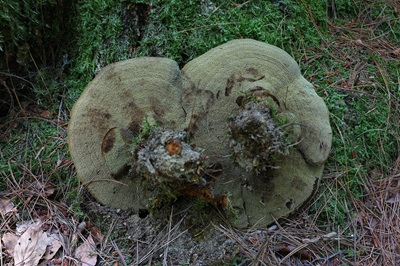 phaeolus-schweinitzii10