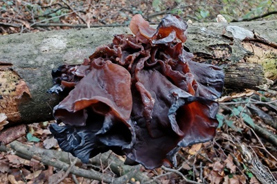 Phaeotremella foliacea