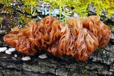 Phaeotremella frondosa