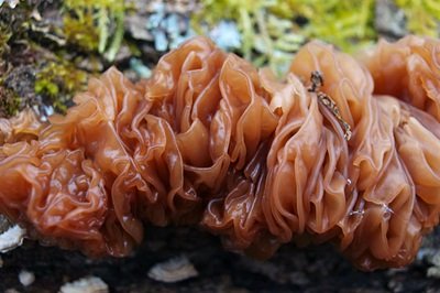 phaeotremella-frondosa1