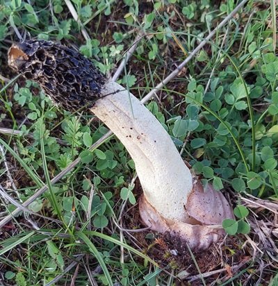 Phallus hadriani