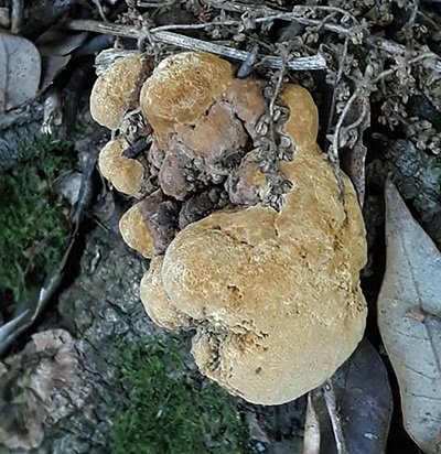 Phellinus erectus