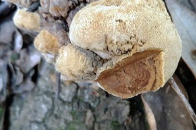 phellinus-erectus